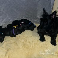Scottish Terrier - Both