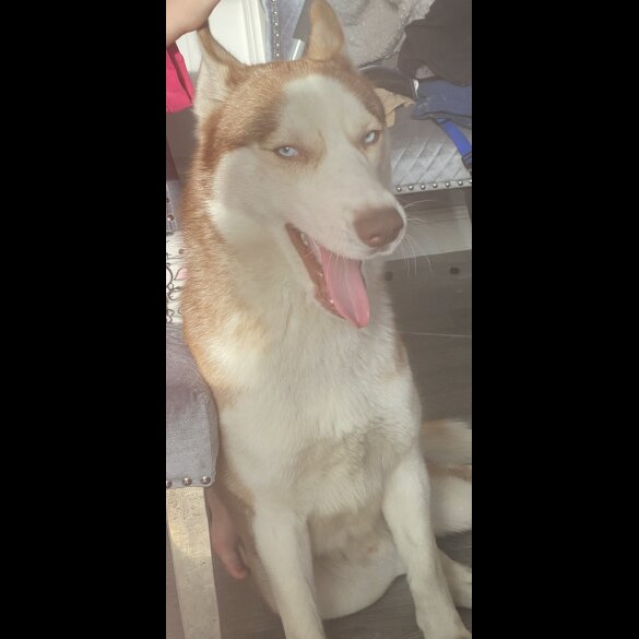 Siberian Husky