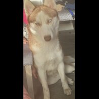 Siberian Husky
