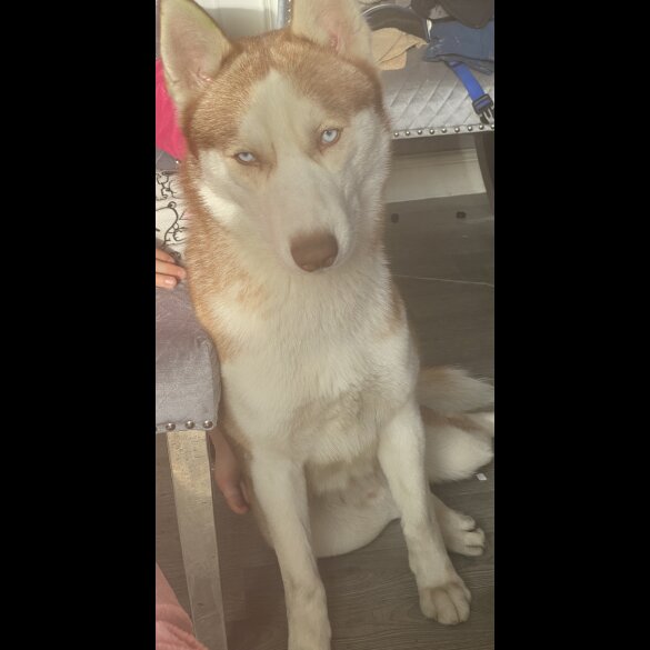 Siberian Husky