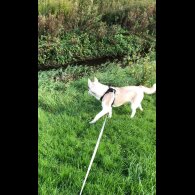 Siberian Husky