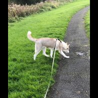 Siberian Husky