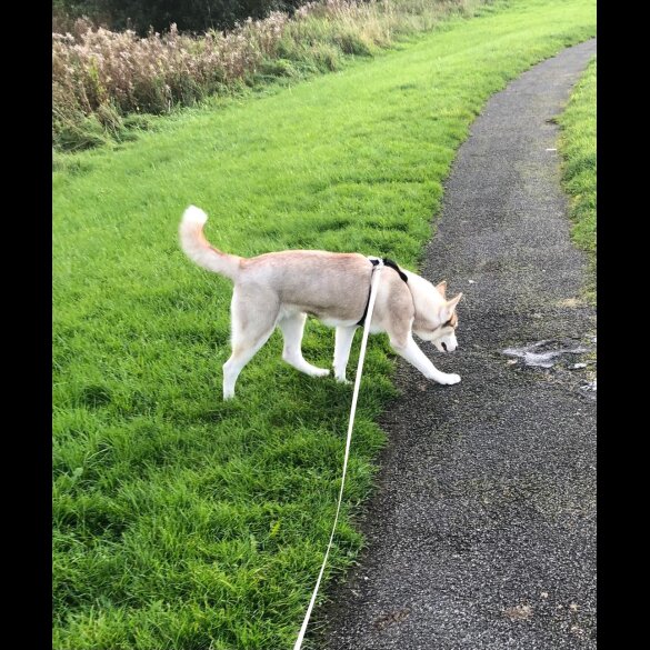 Siberian Husky