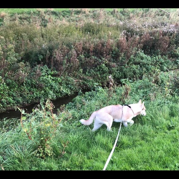 Siberian Husky
