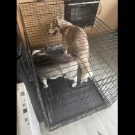 Siberian Husky