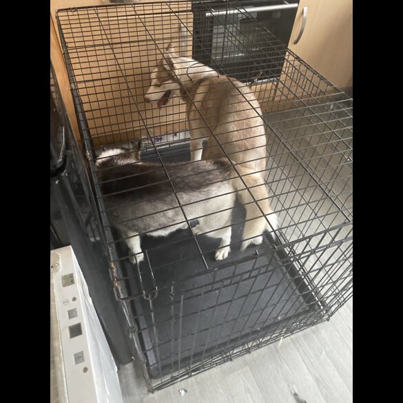 Siberian Husky