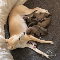 Whippet - Dogs