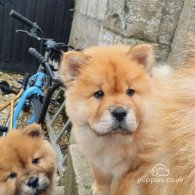 Chow Chow - Dogs