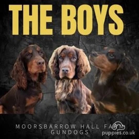 Cocker Spaniel (Working &amp; Show)