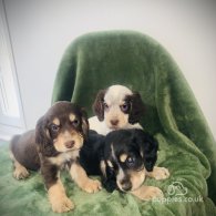 Cocker Spaniel - Dogs