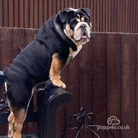 English Bulldog - Dogs