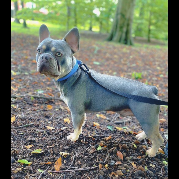 French Bulldog
