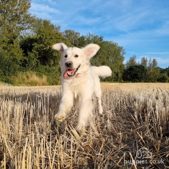 Golden Retriever