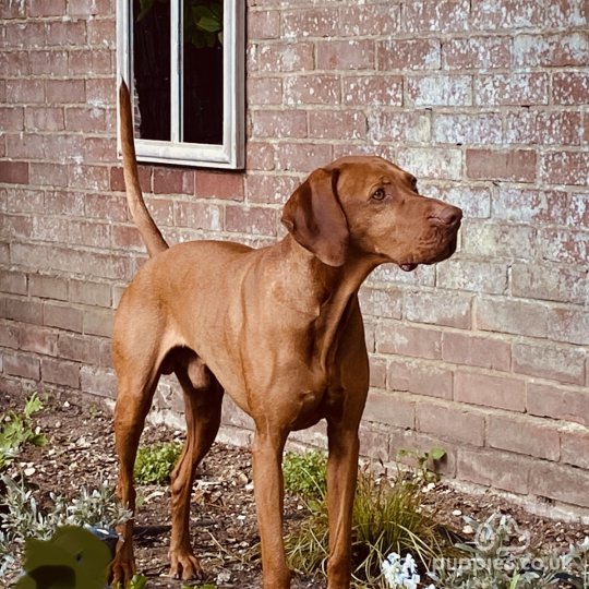 Hungarian Vizsla