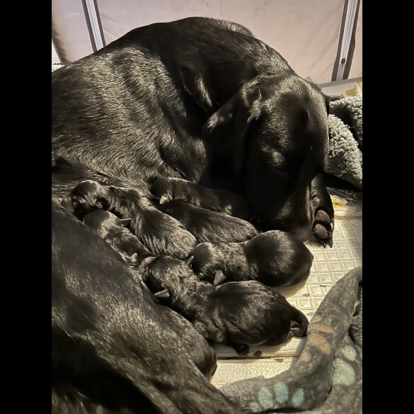 Labrador Retriever - Both
