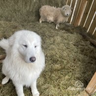 Maremma Sheepdog - Both