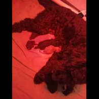 Miniature Poodle