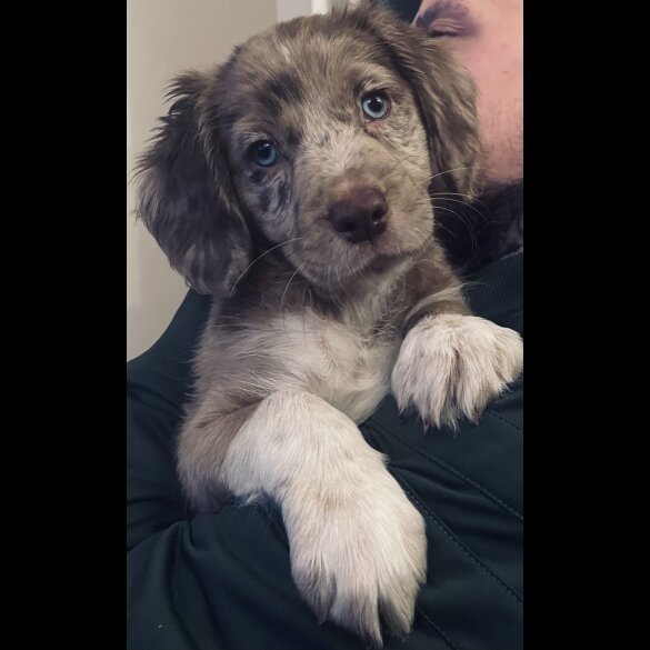Mixed Breed - Both