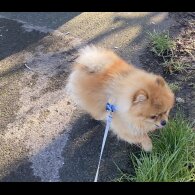 Pomeranian