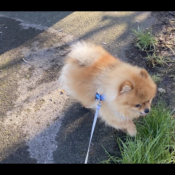 Pomeranian
