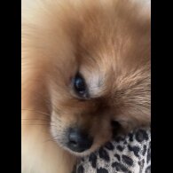 Pomeranian