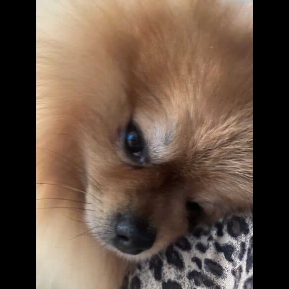 Pomeranian