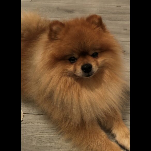 Pomeranian
