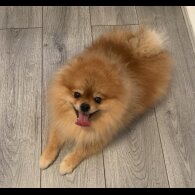 Pomeranian