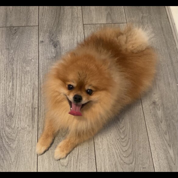 Pomeranian