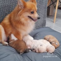 Pomeranian - Bitches