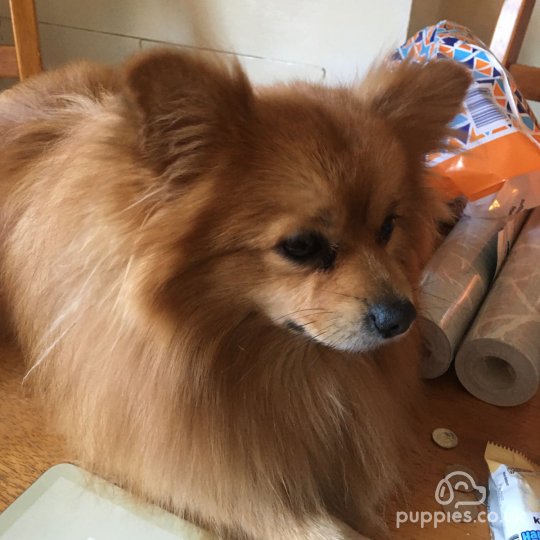 Pomeranian