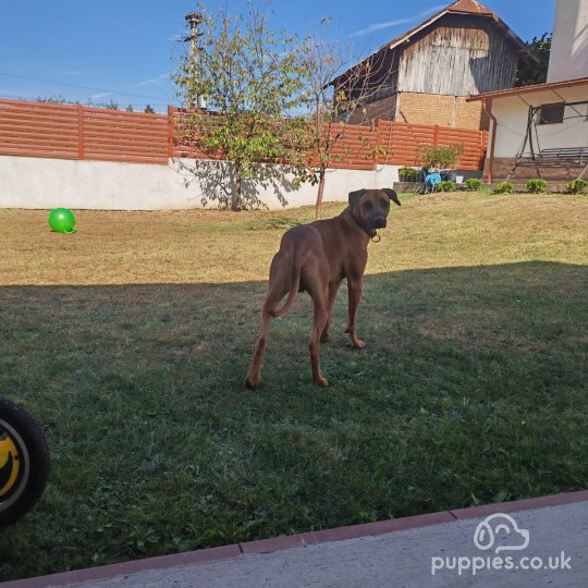 Find a stud dog kennel club cheap