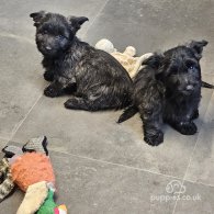 Skye Terrier - Both