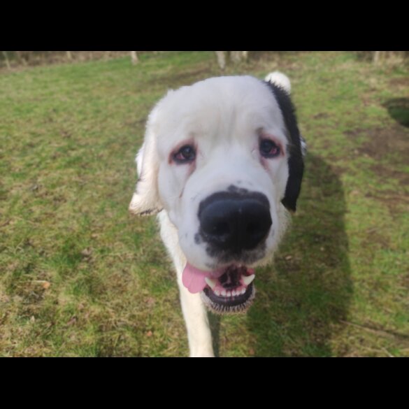 St Bernard