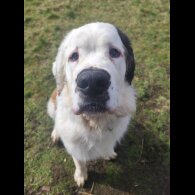 St Bernard