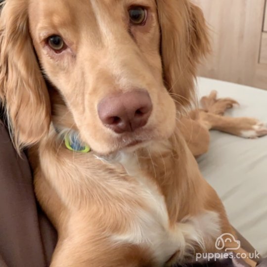 Cocker Spaniel (Working &amp; Show)