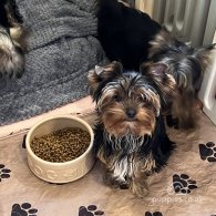 Yorkshire Terrier - Bitches
