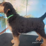 Airedale Terrier - Both