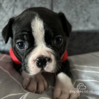 Boston Terrier - Both