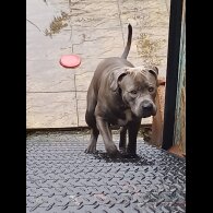 Cane Corso