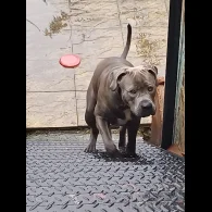 Cane Corso