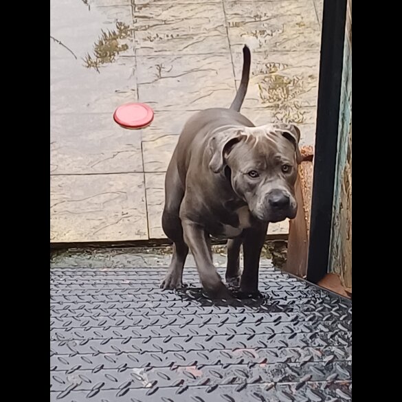 Cane Corso