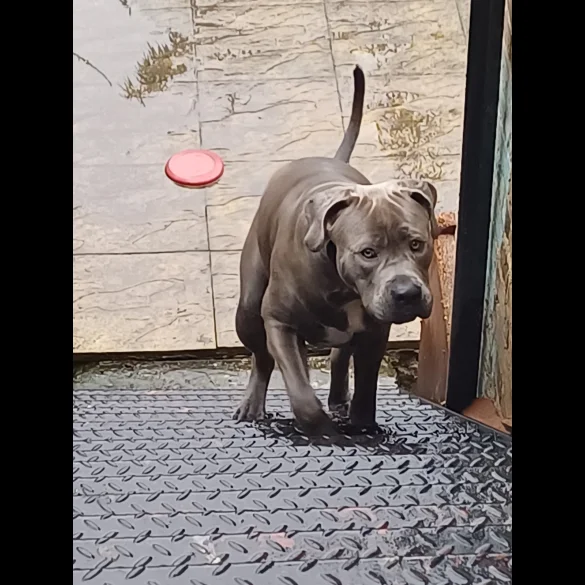 Cane Corso