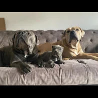 Cane Corso