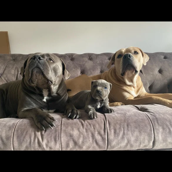 Cane Corso