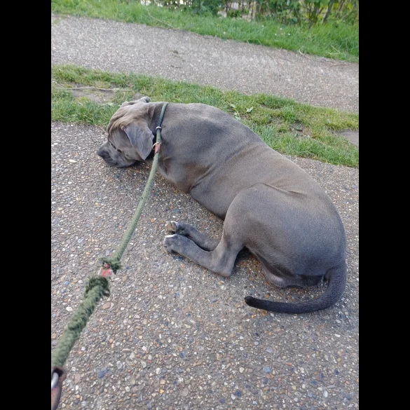 Cane Corso