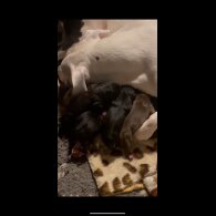 Cane Corso - Both