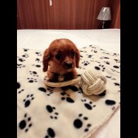 Cavapoo - Both