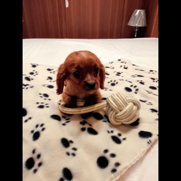 Cavapoo - Both
