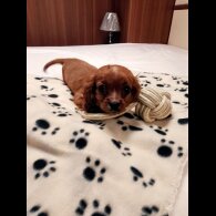 Cavapoo - Both